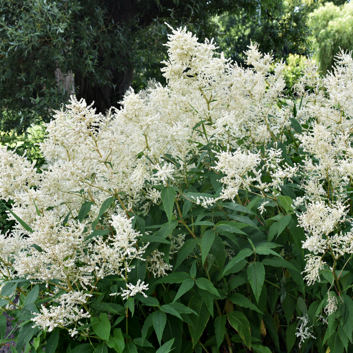 Astilbe  arendsii White 9cm