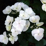 https://images.avasam.com/?url=https://avasamnew.s3.amazonaws.com/live//Shutterstock_1595240362.jpg&w=500