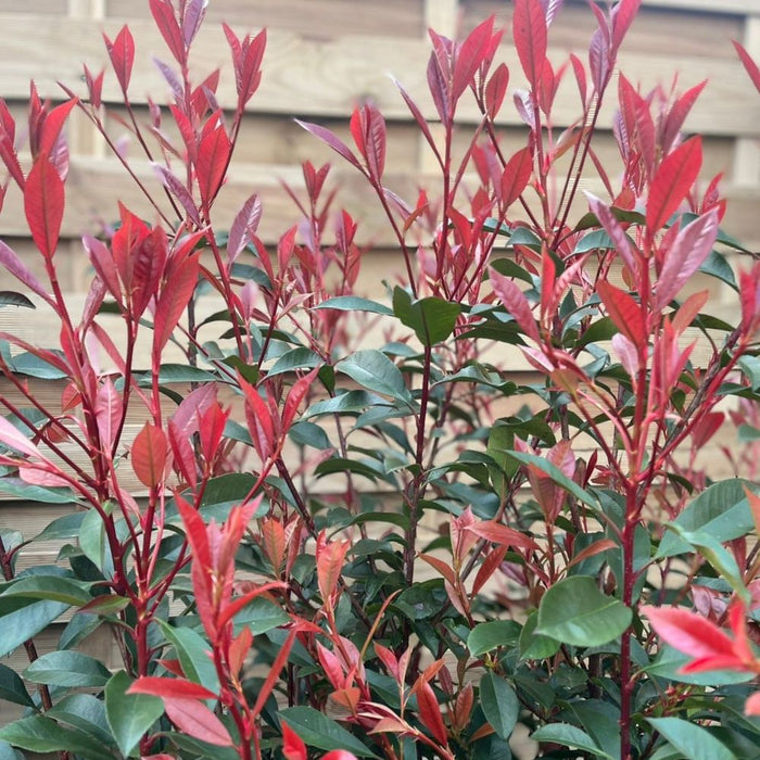 5-6ft Photinia 'Carre Rouge' 160-170cm (30L)