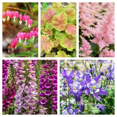 https://images.avasam.com/?url=https://avasamnew.s3.amazonaws.com/live//Perennials-Shade.jpg&w=500