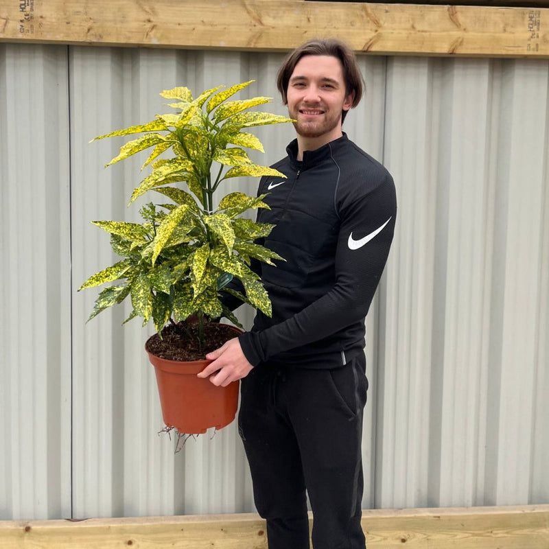 Aucuba Spotted Laurel 60-70cm