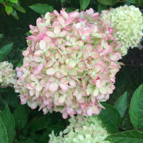 Hydrangea paniculata 'Little Lime' 3L