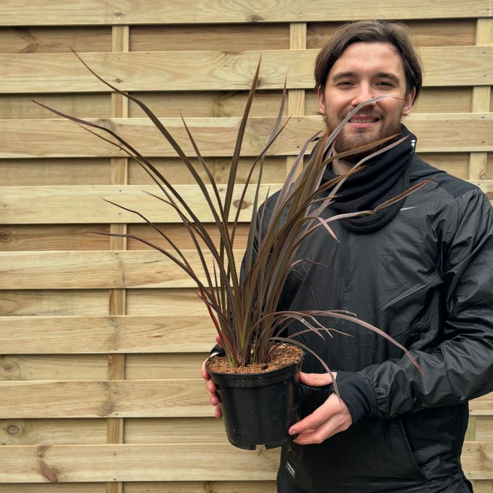 Phormium 'Bronze Baby' 50-60cm 2L