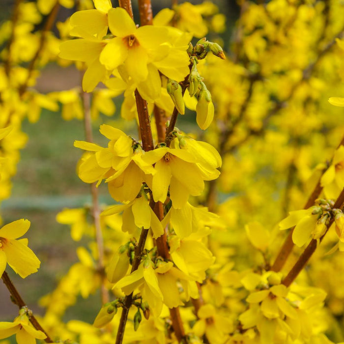 Forsythia x intermedia 'Weekend' 1L