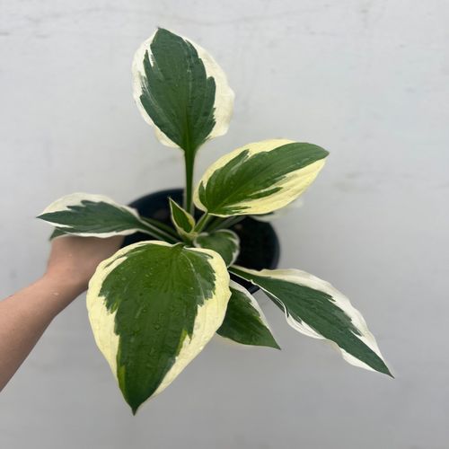 https://images.avasam.com/?url=https://avasamnew.s3.amazonaws.com/product/GB010245/S0671555828/1.png&w=500