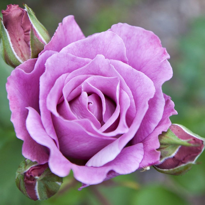 Blue Moon Rose | Hybrid Tea | 4L Potted Rose