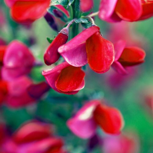 Cytisus x boskoopii 'Boskoop Ruby' 2L