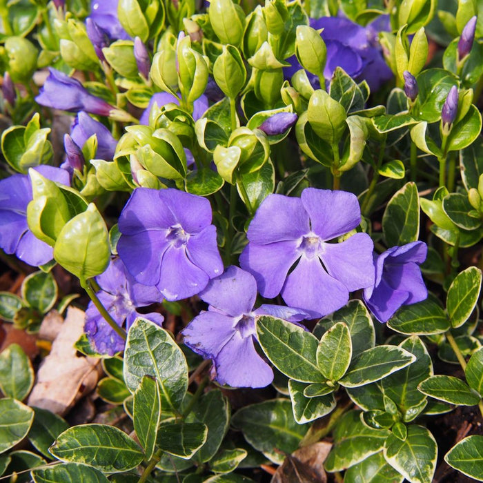 Vinca minor 'Ralph Shugert' 2L