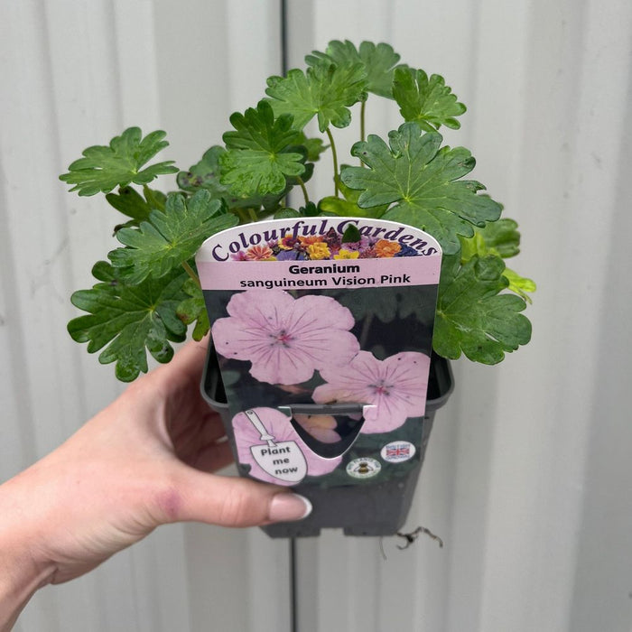 Geranium sanguineum 'Vision Pink' 9cm