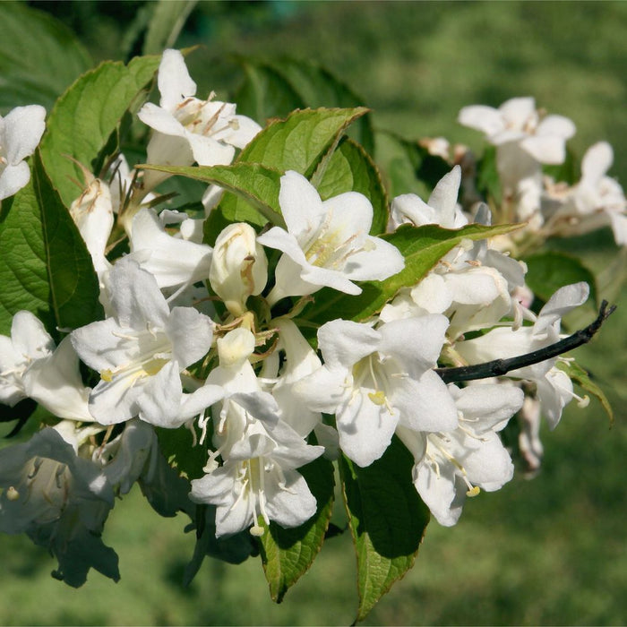 Weigela 'Bristol Snowflake' 1L