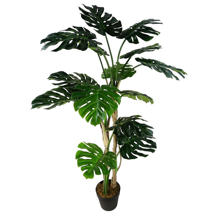 Luxury 150cm (5ft) Monstera Cheese Plant - Realistic, High Quality"
Description: "Experience the luxury of a realistic, high quality 150cm Monstera Cheese Plant. Comes potted in a sleek black pot. Perfect addition to any space.