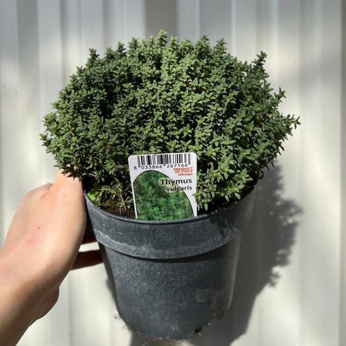 Thymus vulgaris 2L Pot