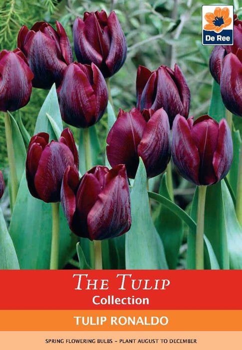 Tulip 'Ronaldo' (5 Bulbs)