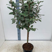 https://images.avasam.com/?url=https://avasamnew.s3.amazonaws.com/product/GB010245/S0671555355/2.png&w=500