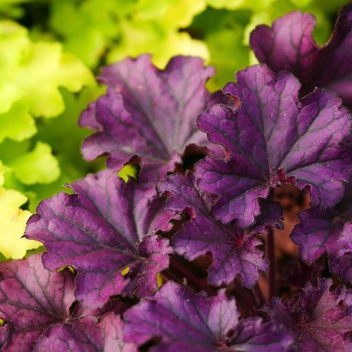 Heuchera 'Melting Fire' 9cm