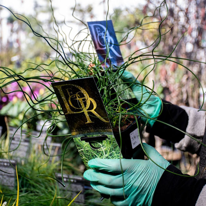 Juncus 'Spiralis' 2L (Corkscrew Rush) Plant