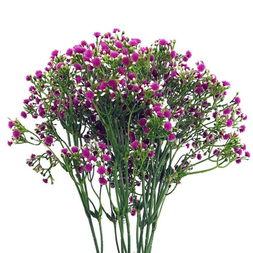 https://images.avasam.com/?url=https://avasamnew.s3.amazonaws.com/product/GB010188/S0671589538/main.png&w=500
