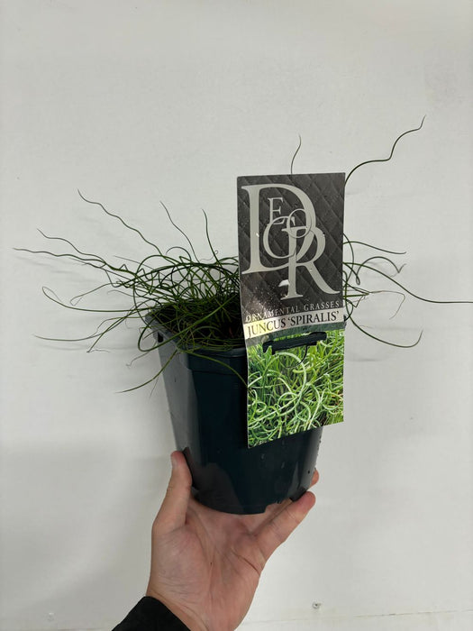 Juncus 'Spiralis' 2L (Corkscrew Rush) Plant