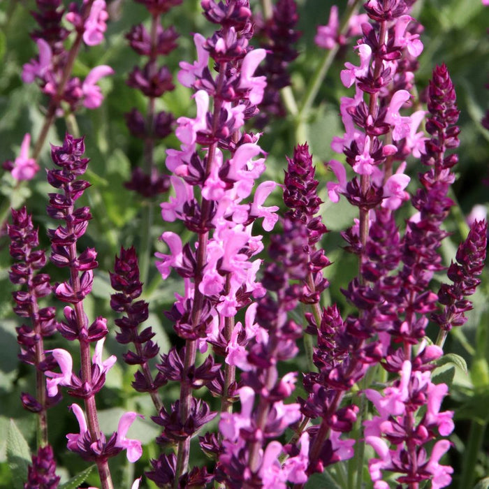 Salvia nemorosa 'Rose Marvel' 3L