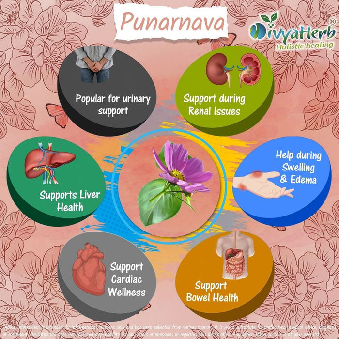 Punarnava Powder (Boerhavia Diffusa) - Renew and Replenish Your Body with this Ayurvedic Herb