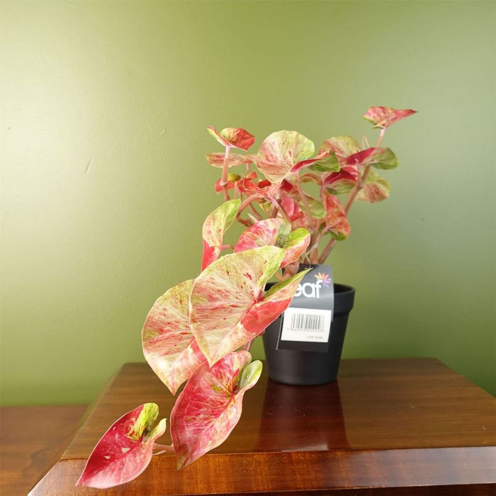 Premium Quality 30cm Artificial Pink Caladium Trailing Plant - Realistic Faux Plant for Home Decor