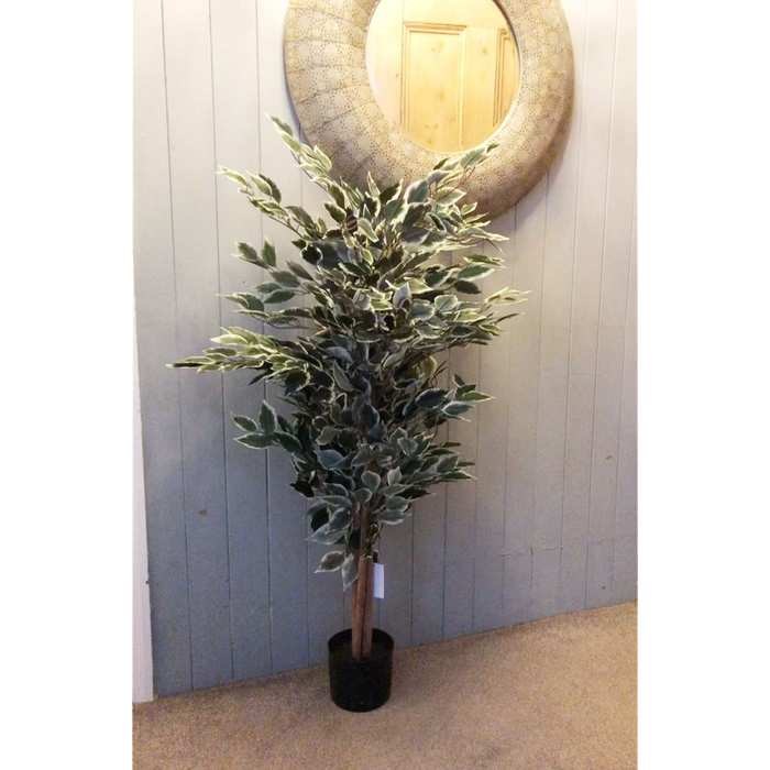 130cm Tall Variegated WhiteandGreen Bushy Ficus Tree