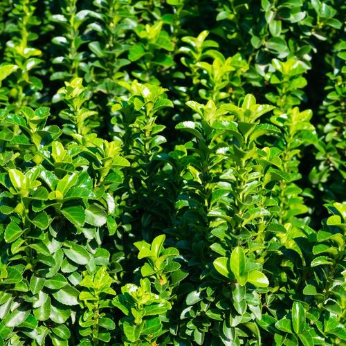 Euonymus japonicus 'Jean Hugues' 9cm