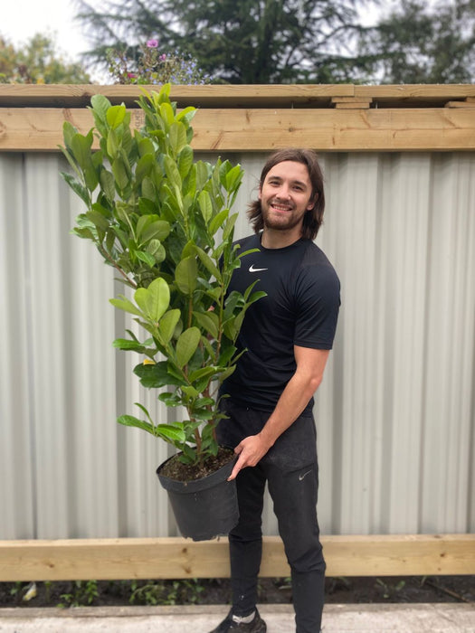 5ft Potted Cherry Laurel Hedging (130-150cm)