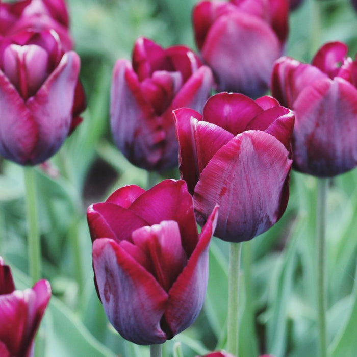 Tulip 'Ronaldo' (5 Bulbs)