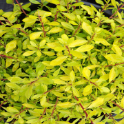 https://images.avasam.com/?url=https://avasamnew.s3.amazonaws.com/product/GB010245/S0671651238/3.png&w=500