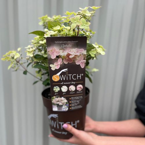 Hydrangea paniculata Switch 'Ophelia' 3L