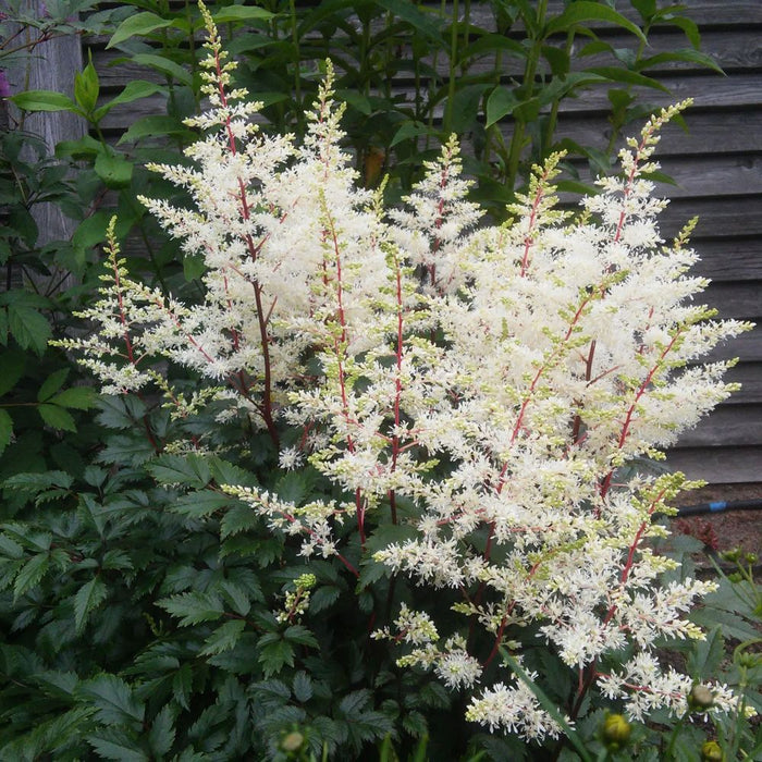 Astilbe  arendsii White 9cm