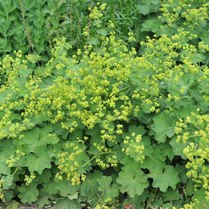 Alchemilla mollis 2L