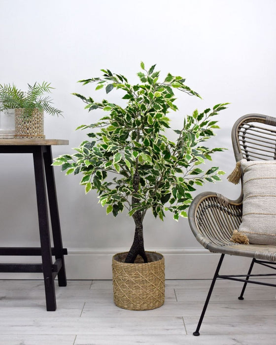 Captivating 4ft Variegated Ficus Tree - Plastic Split Trunk - High-Quality - Long-lasting - Perfect for Any Indoor Space