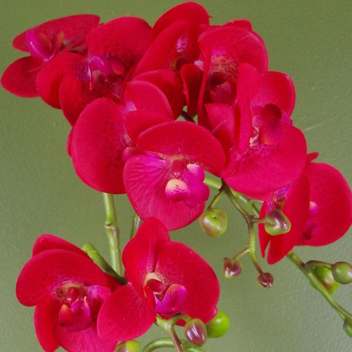 50cm Phalaenopsis Orchid Artificial - Red Leopard - Gold Pot