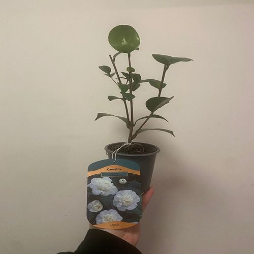https://images.avasam.com/?url=https://avasamnew.s3.amazonaws.com/product/GB010245/S0671598366/3.png&w=500