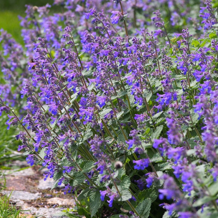 Nepeta 'Walker’s Low' 9cm