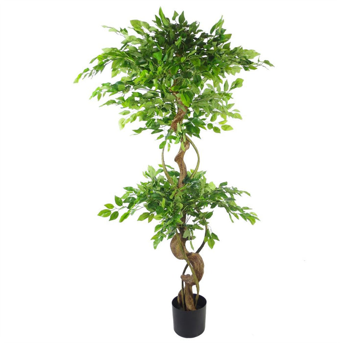 Japanese Ficus Tree w/ Twisted Trunk - 150cm - Silver Planter - Realistic & Premium Quality - Perfect for Home & Office