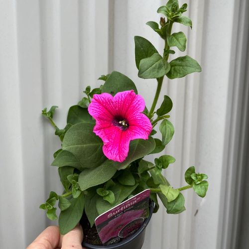 https://images.avasam.com/?w=500&url=https://avasamnew.s3.amazonaws.com/product/GB010245/S0671557113/1.png