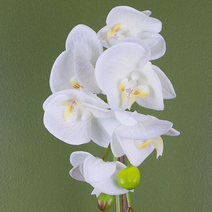 Premium Lifelike 46cm White and Gold Artificial Orchid