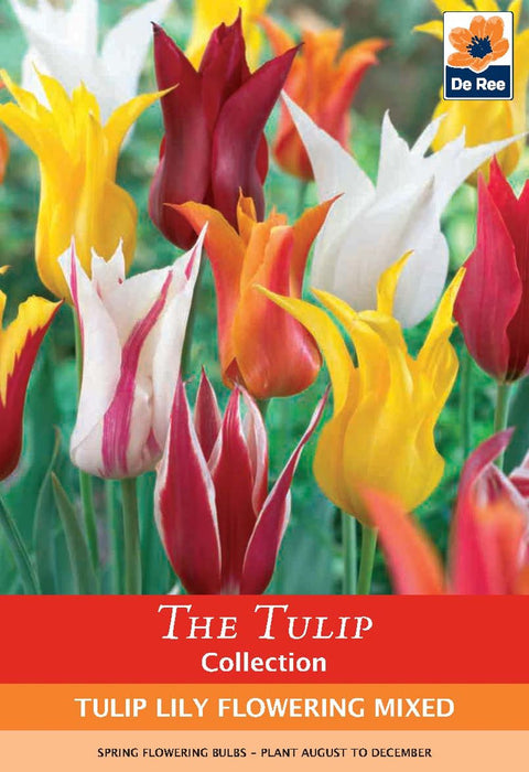 Tulip Lily Flowering Mix (6 Bulbs)