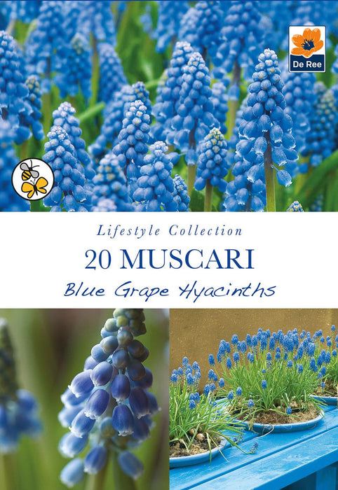 Muscari Blue Grape Hyacinths (20 Bulbs)