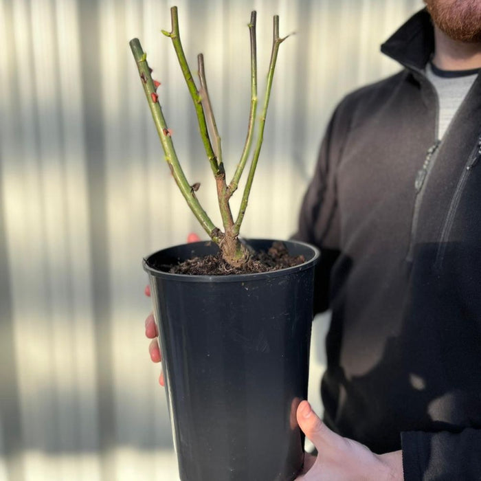 Rose Ruby Wedding | Hybrid Tea Rose | 4L Potted Rose