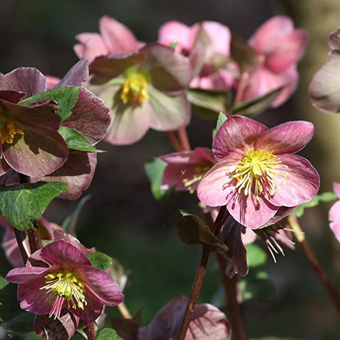 Mix of 3 Helleborus orientalis - Pink/White/Purple (9cm) 3 FOR £15