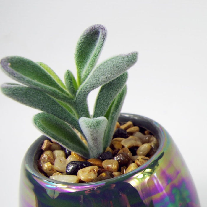 Premium 15cm Set of 3 Grey White Mix Ceramic Mini Planters + Artificial Succulent Plants