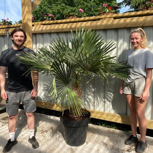 Large Trachycarpus Fortunei (160-80cm/ TRUNK 50-60cm)