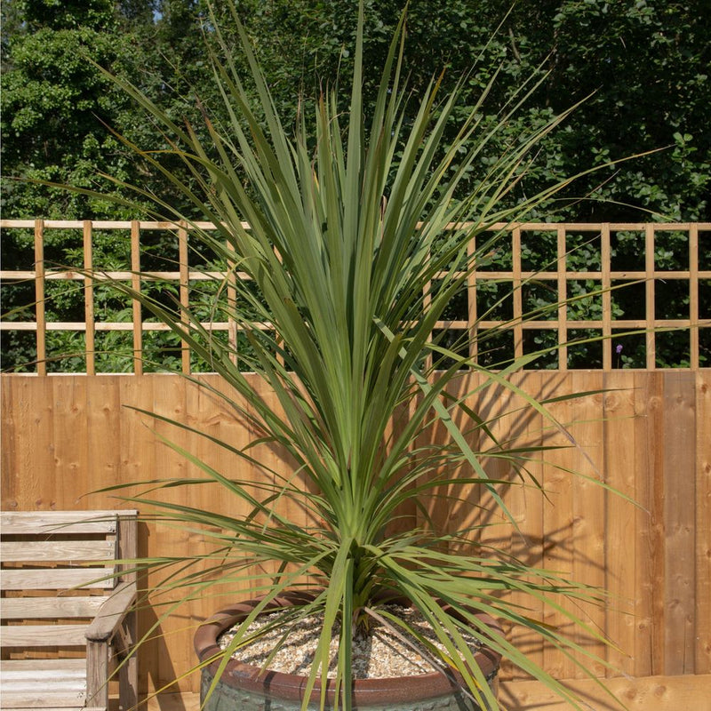 Cordyline australis Green | 1m-1.2m
