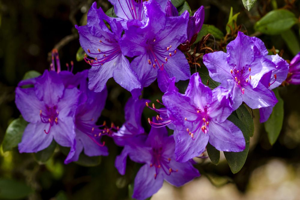 Azalea 'Blauwe Donau' 1.5L