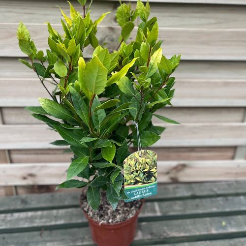 Laurus nobilis Aurea (Golden Bay) 3L 70cm