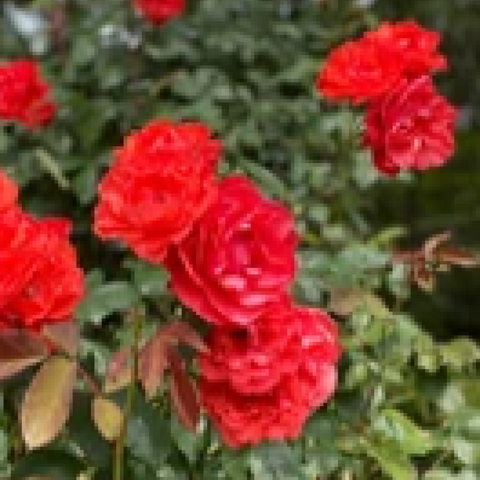 Rose Scarlet Queen Elizabeth | Floribunda | 4L Potted Rose